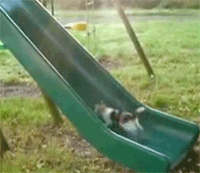 Cat going up Slide