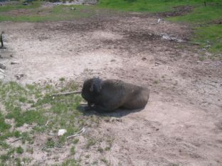 Buffalo resting at Mud Volcano