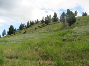 Hillside above Trail