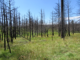 Burned Forest on Indian Springs Trail