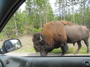 Traffic Jam Buffalo